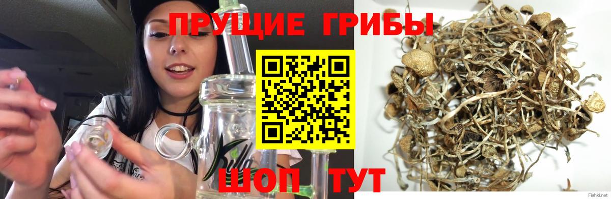 Псилоцибиновые грибы GOLDEN TEACHER  Галлюциногенные грибы мицелий  Вход с VPN  Грязи 